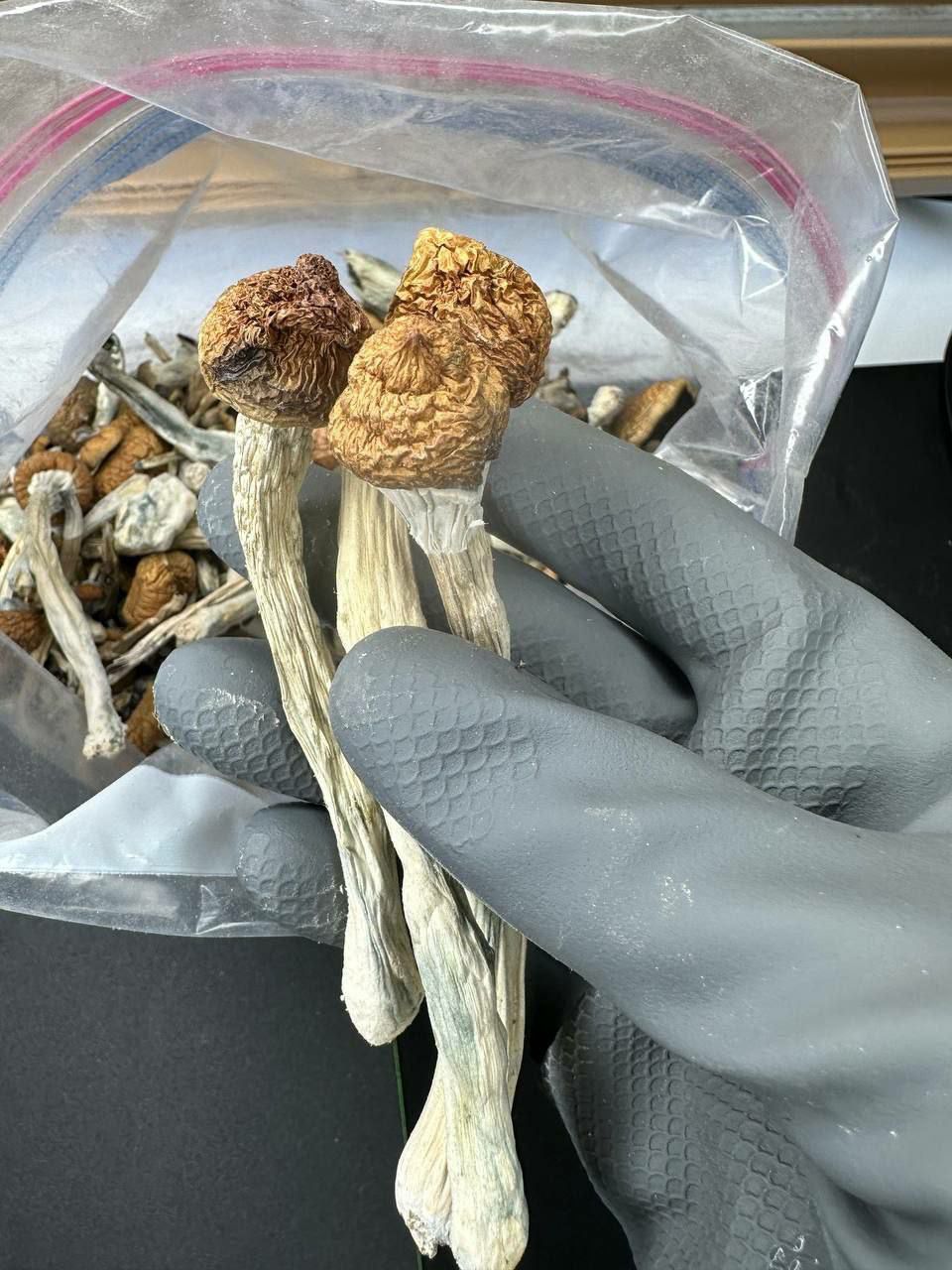 Blue Meanie - Main Image